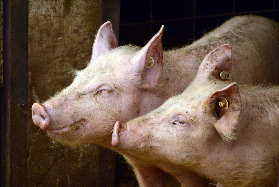L'ascension de l’élevage de porcs bio en France - Petits Producteurs Bio