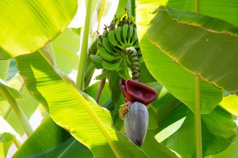 Bananier musa