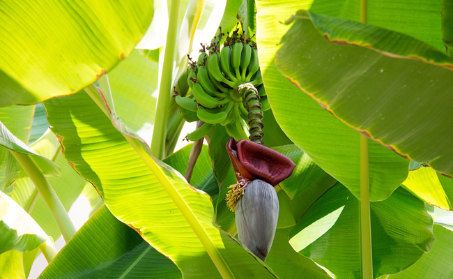 Bananier musa