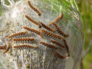 chenille-processionnaire-pin