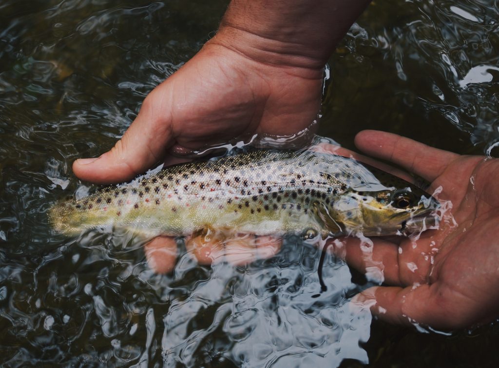 Pêche écoresponsable: Comment bien choisir les poissons - SOSCuisine