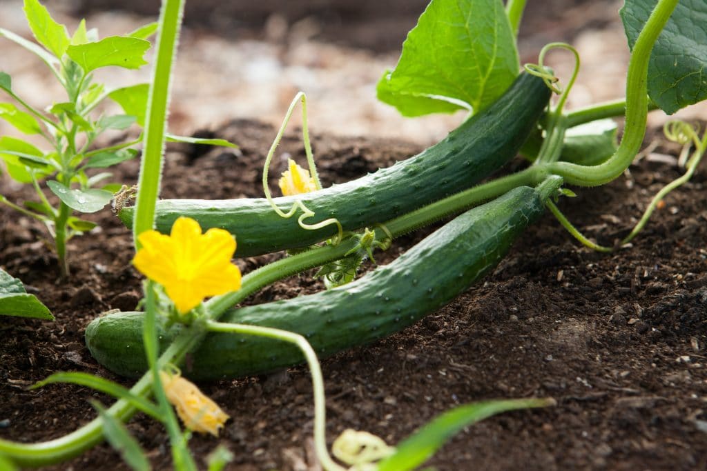 Petit producteur qui fait pousser des concombres bio