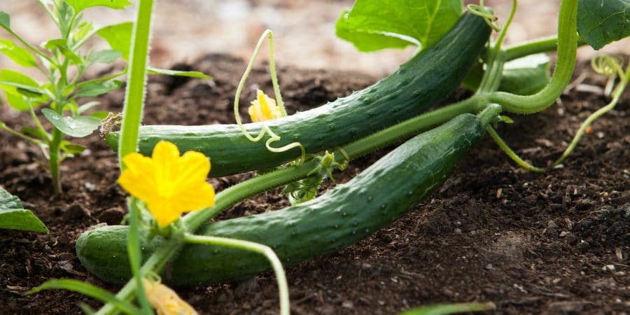 Petit producteur qui fait pousser des concombres bio